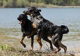 BEAUCERON 687